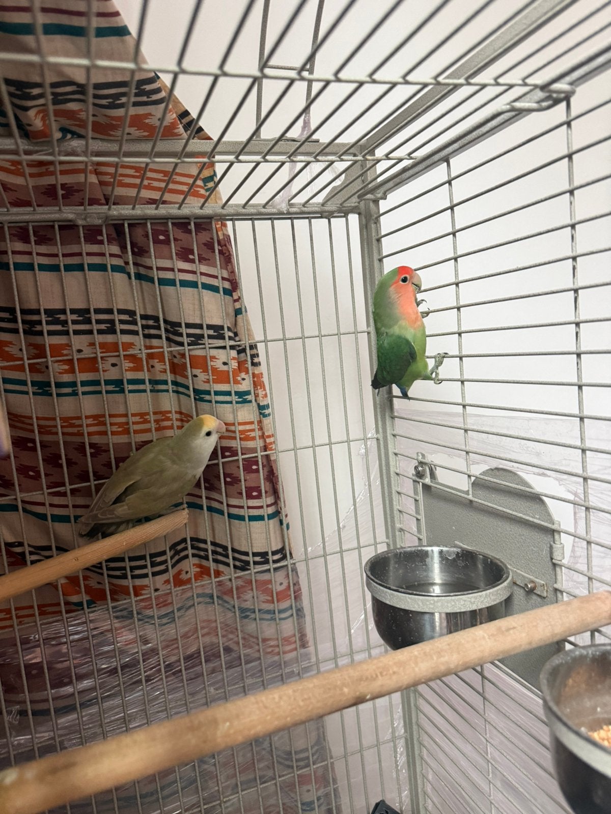 Dwergpapegaai 2x, Dieren en Toebehoren, Geslacht onbekend, Dwergpapegaai of Agapornis