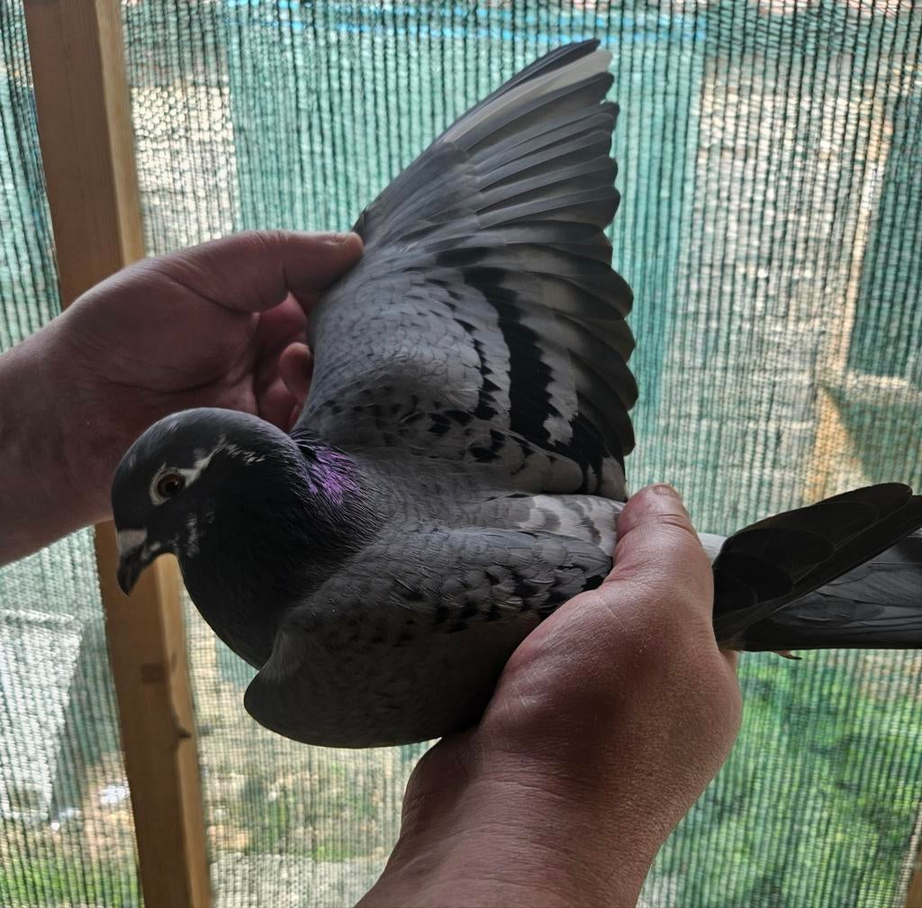 Postduiven, Dieren en Toebehoren, Meerdere dieren, Postduif