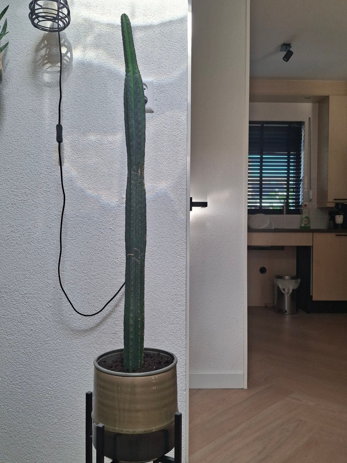 cactus te koop!, Tuin en Terras, Planten | Tuinplanten, Ophalen