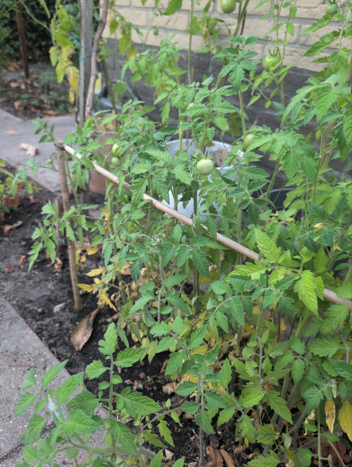 Tomatenplanten - Vers en klaar voor uw tuin!, Tuin en Terras, Ophalen, Volle zon, Groenteplanten, Eenjarig
