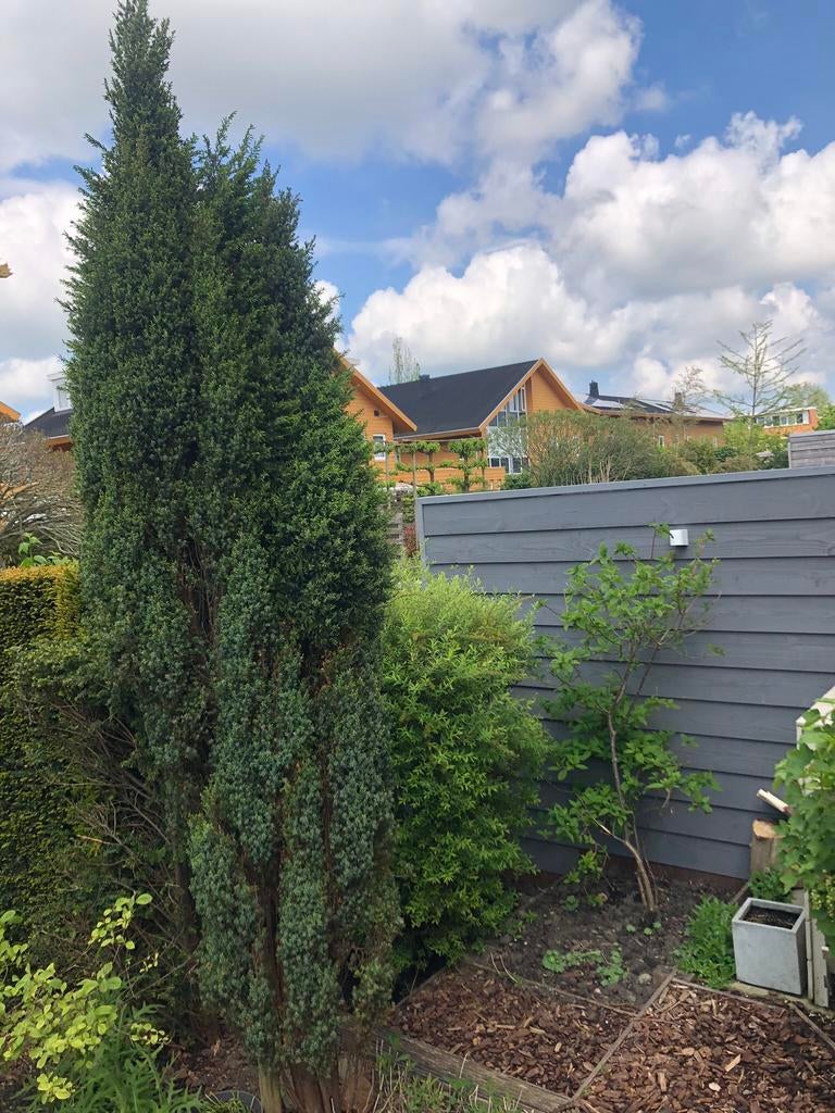 Juniperus Sentinel - Jenever Conifeer 3,5 m, Tuin en Terras, Planten | Bomen, Ophalen, Bloeit niet, Halfschaduw, Overige soorten