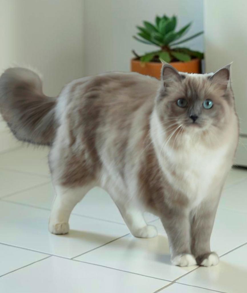 Mooiste herplaatser poes blue mink ragdoll( lezen graag), Dieren en Toebehoren, Poes, Gechipt, 0 tot 2 jaar