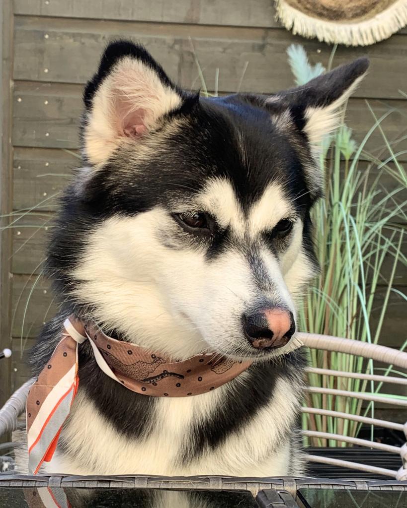 Bandana for Dogs, Verzenden, Nieuw