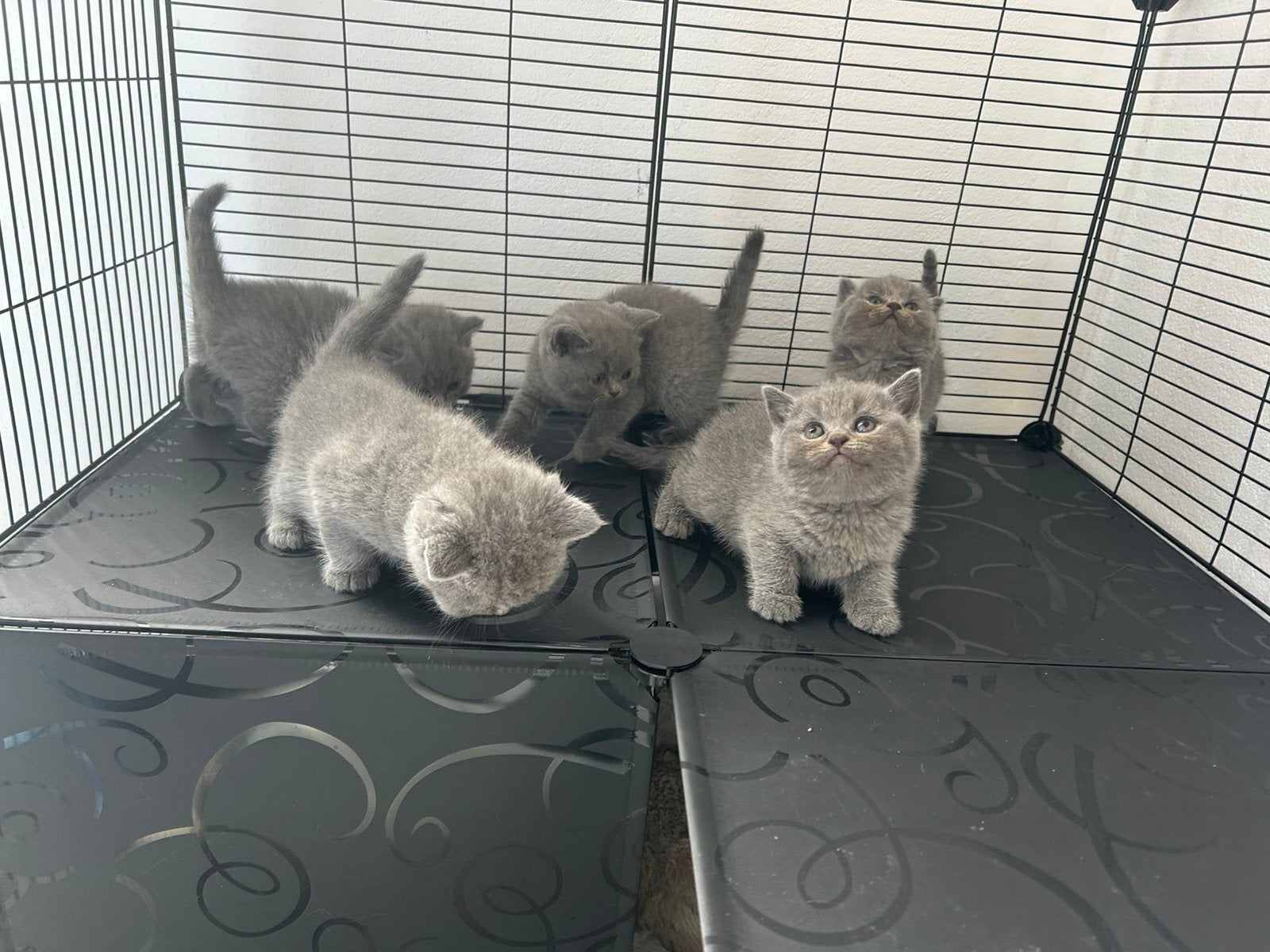 Britse Korthaar Kittens Blue Point