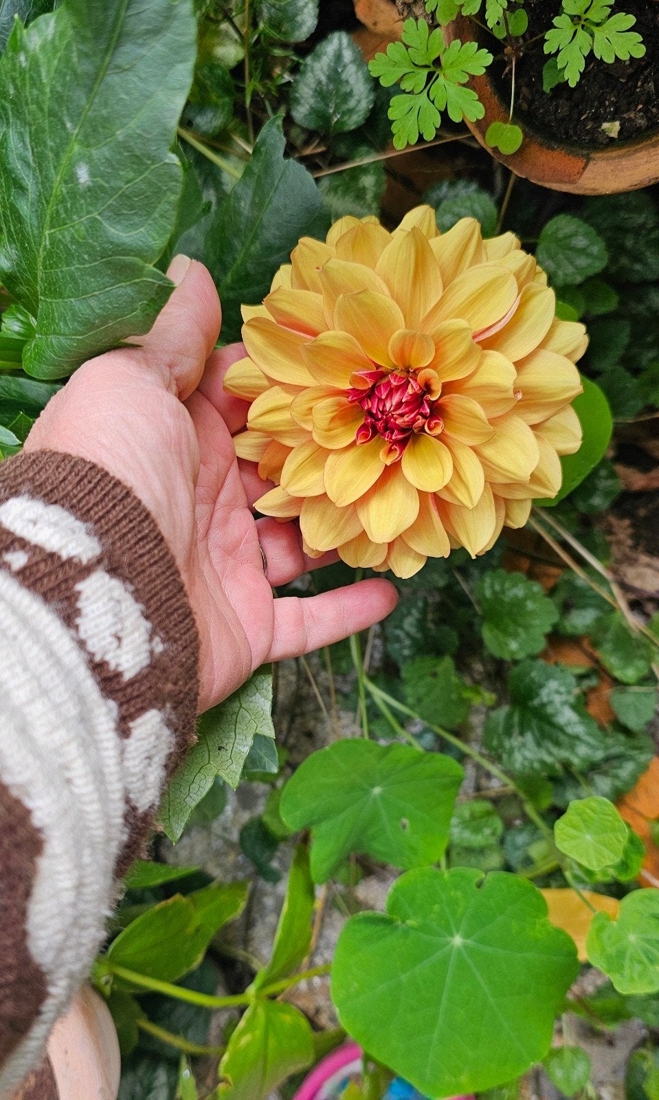 Dahlia soorten, Ophalen of Verzenden, Volle zon, Wortelstok