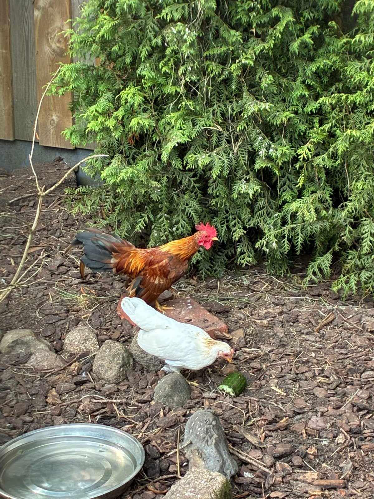 Serama haan, Dieren en Toebehoren, Mannelijk, Kip