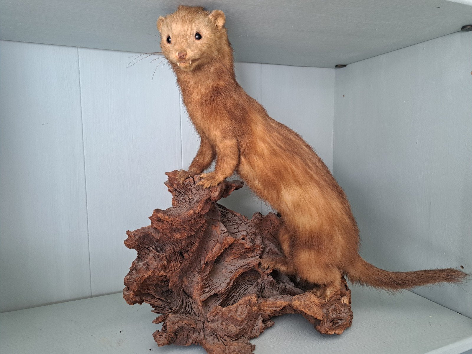 Taxidermie Friesland, Verzamelen, Dierenverzamelingen, Ophalen of Verzenden
