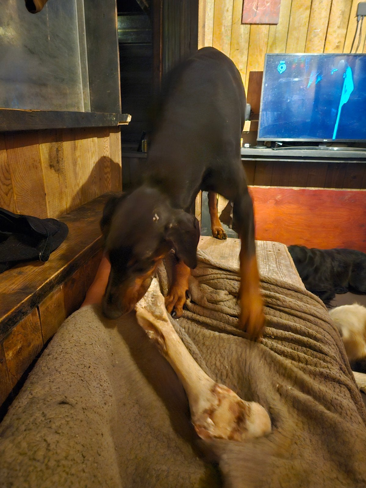 Te koop Doberman Teefje, Overige rassen, Teef, Parvo, Eén hond