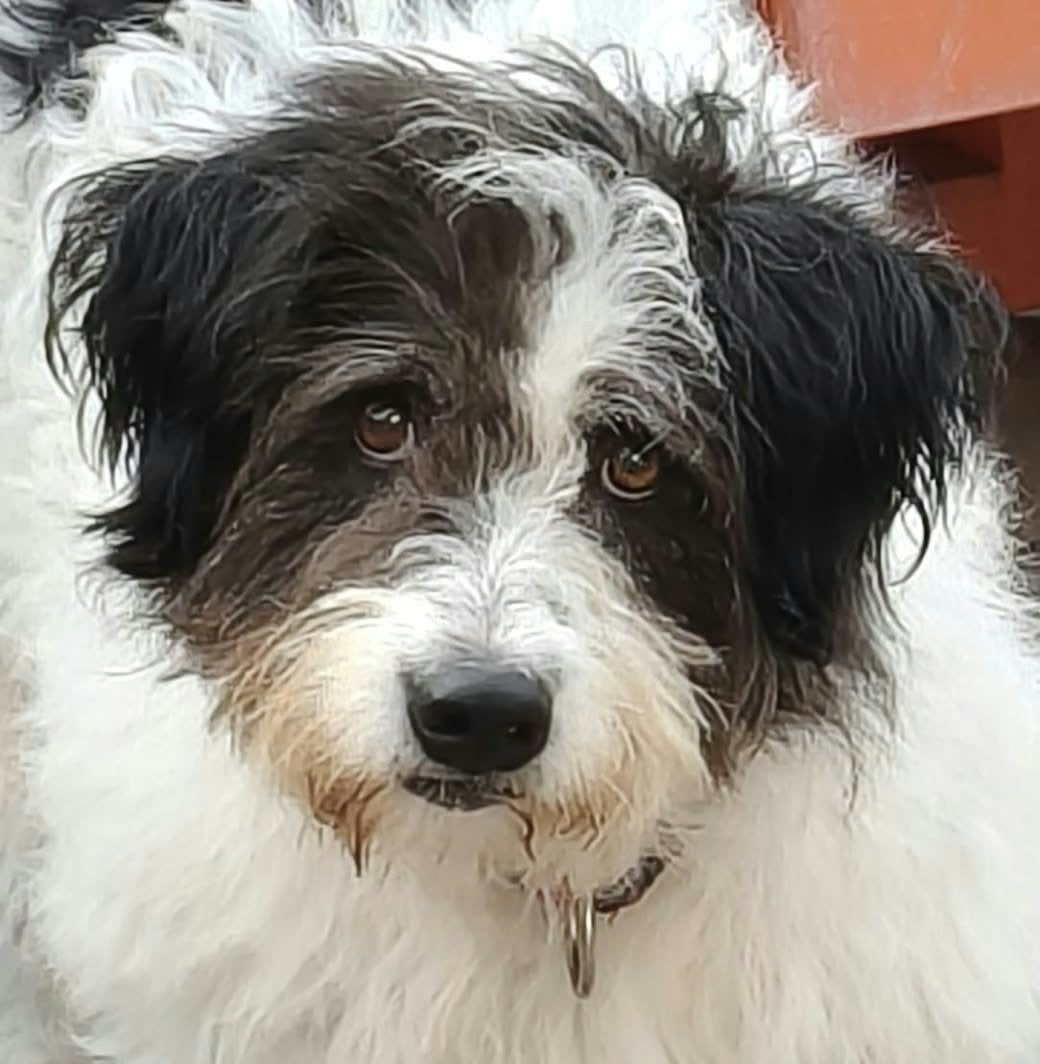 Lieve Bo is 8 jaar en op zoek naar haar lieve familie, 6 jaar of ouder, Particulier, Buitenland, Teef