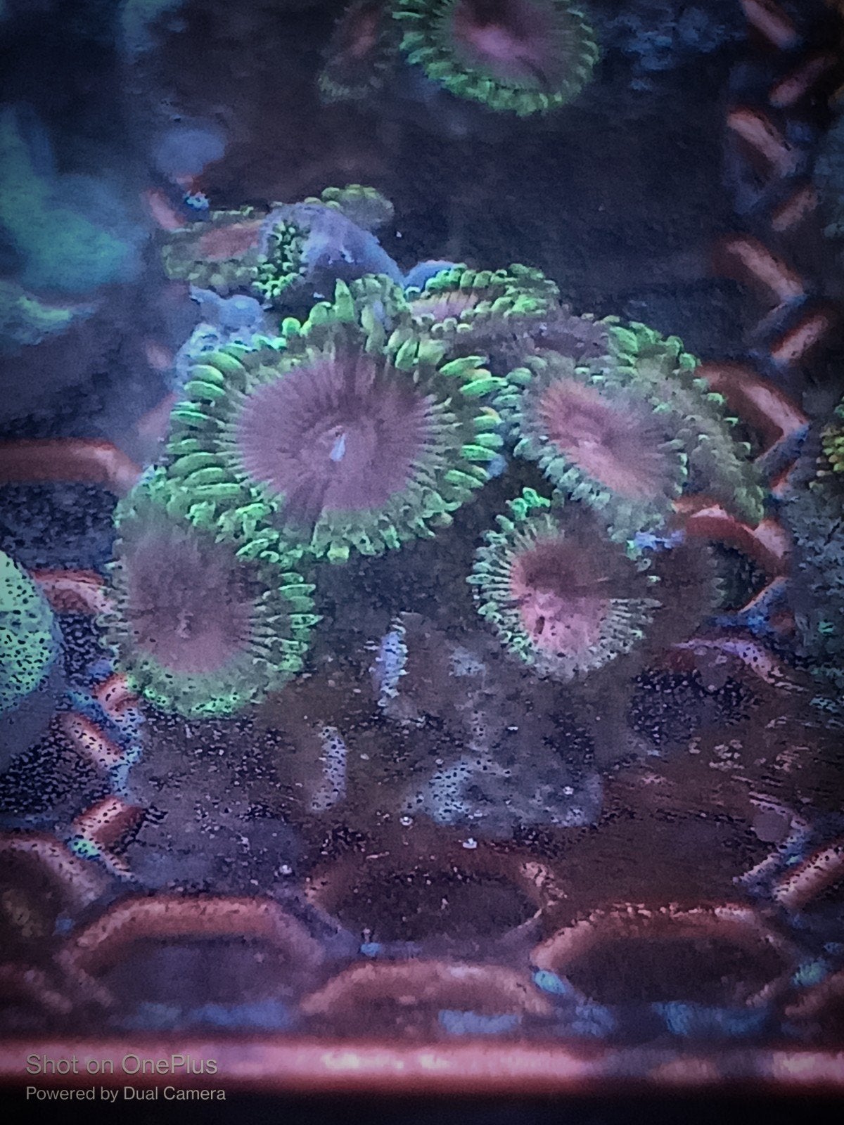 Pink diamond zoanthids stekken, Overige typen, Zoutwatervis