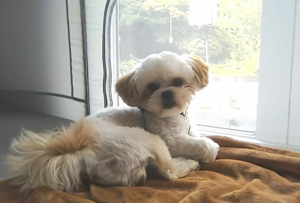 Mooie Shih Tzu reu beschikbaar voor dekking (NIET TE KOOP), Particulier, Reu, 1 tot 2 jaar, Buitenland