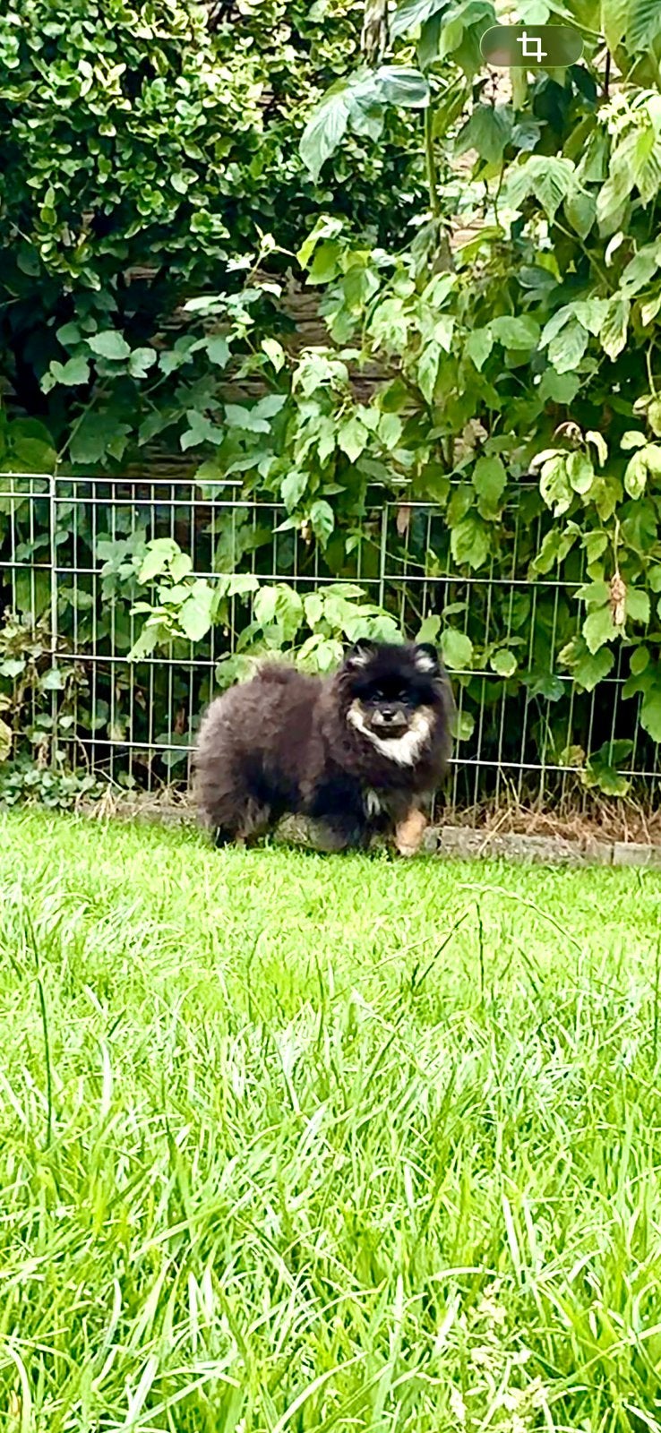 Pomeriaan Pup, Dieren en Toebehoren, Honden | Poolhonden, Keeshonden en Oertypen, Keeshond, 15 weken tot 1 jaar, Reu, Parvo