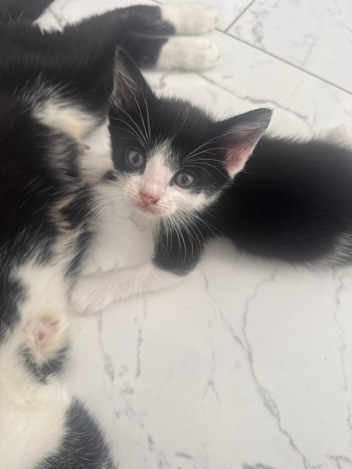 5 kline kittens zoek new huise, Meerdere dieren