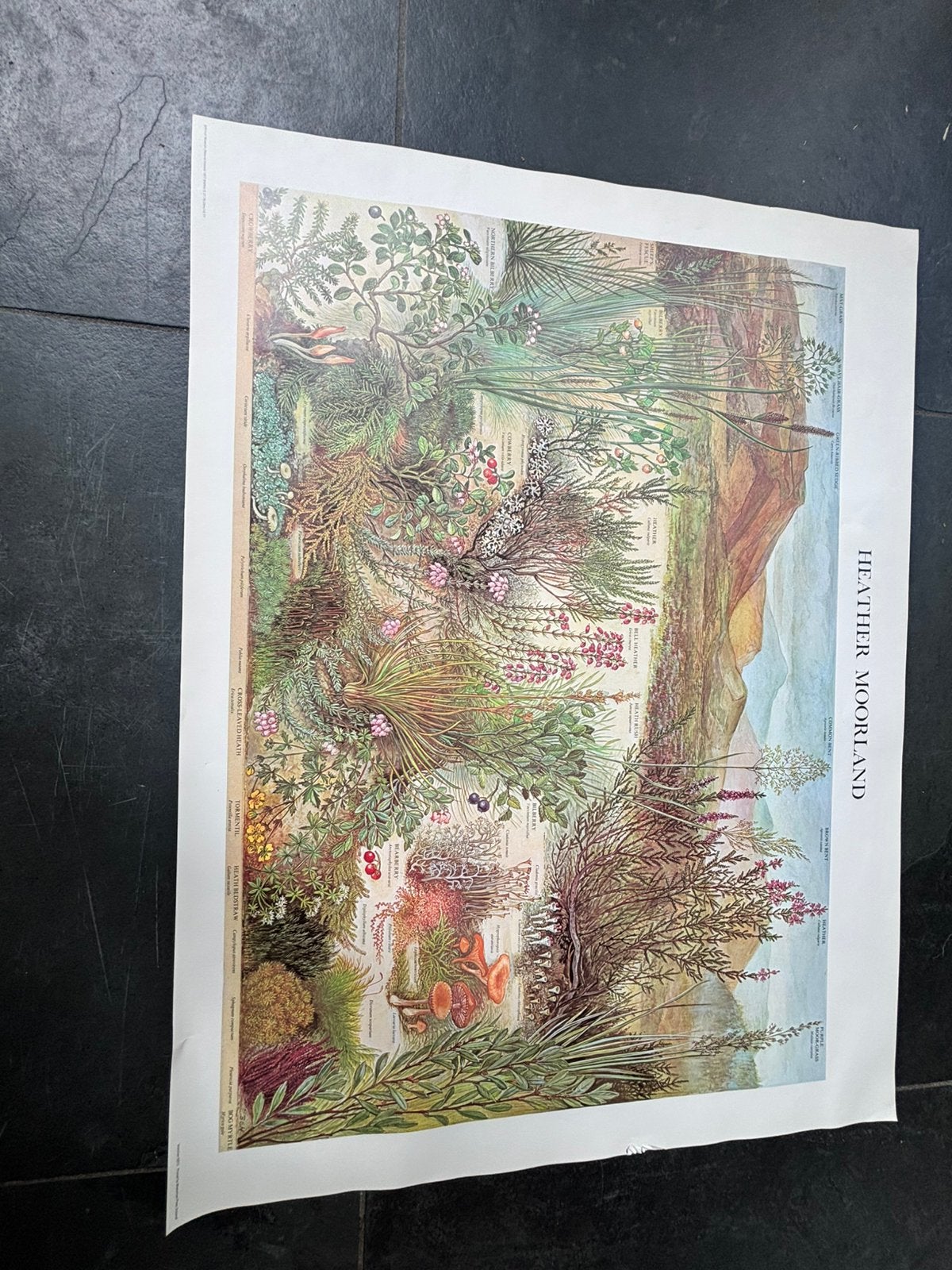 Natuur historisch poster, heather moordland, vintage a1, Ophalen of Verzenden
