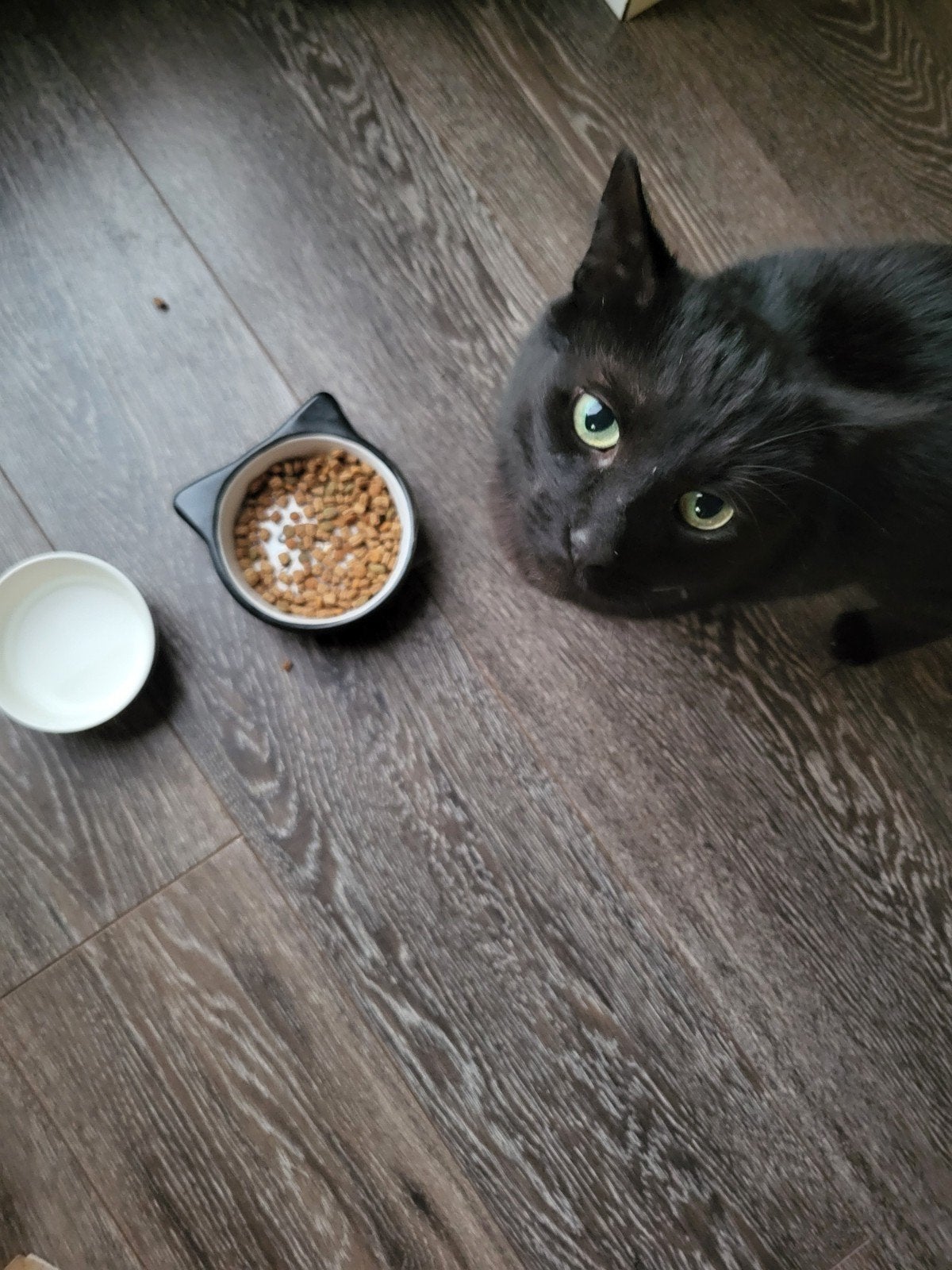 Kat, Kater