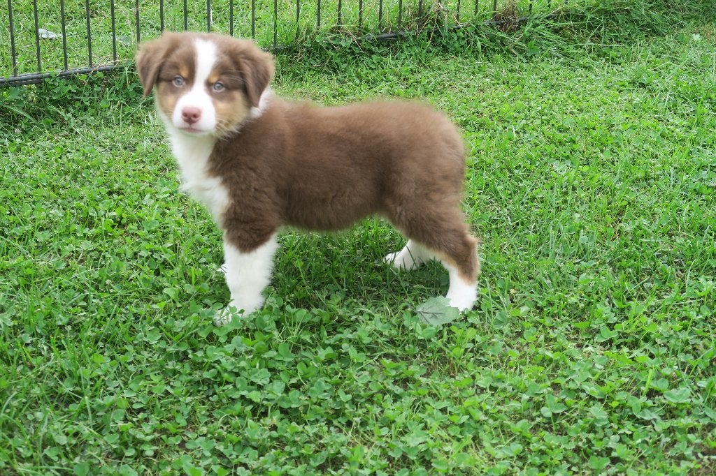 Foto 16 van Leuke Australian Shepherd pups