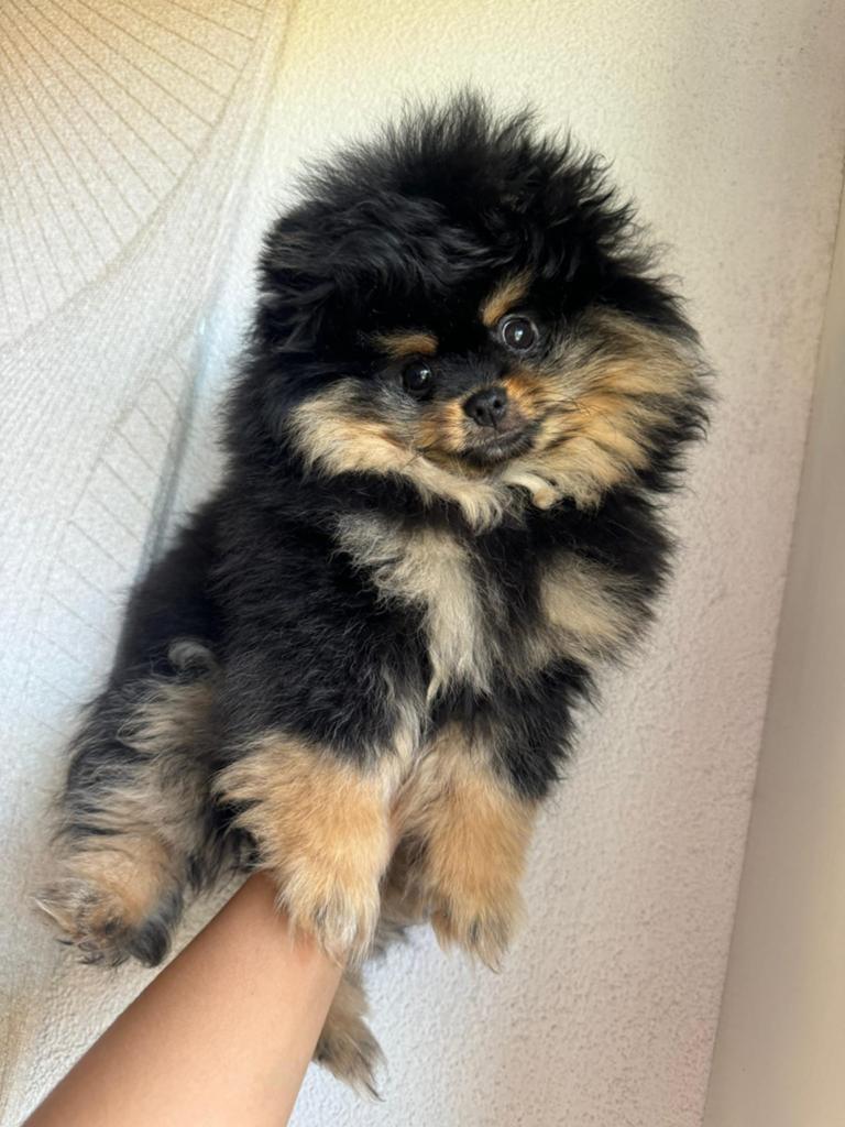 Pomeriaan Pups Bearface, Overige rassen, 8 tot 15 weken, Teef, Parvo