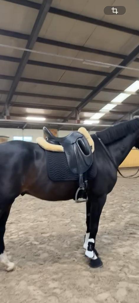 Empire Maratha 17 inch zadel te koop, Dieren en Toebehoren, Paarden en Pony's | Zadels, Ophalen of Verzenden, Dressuur