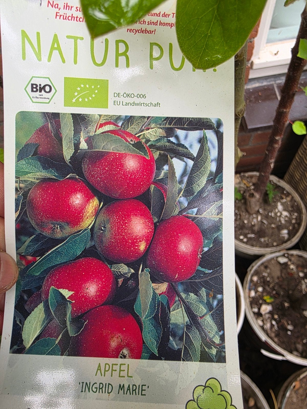 Appelboom 'Ingrid Marie' in pot, Ophalen, Lente, Volle zon, In pot