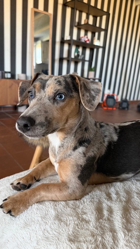 Grijze merle Jack Russel dekreu, België, Particulier, Reu, 1 tot 2 jaar