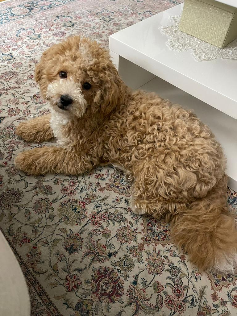 Maltipoo reu, 1 jaar – Sunny zoekt een liefdevol thuis, Dieren en Toebehoren, Honden | Chihuahua's en Gezelschapshonden, 8 tot 15 weken