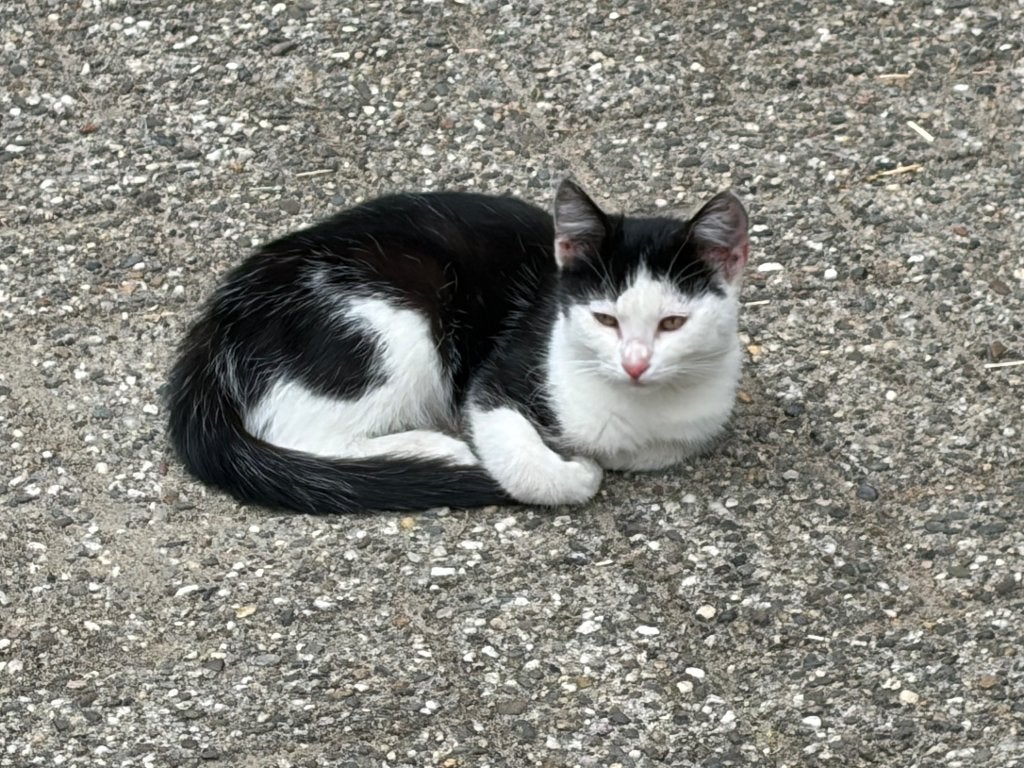 Kittens, Dieren en Toebehoren, Meerdere dieren, Ontwormd, 0 tot 2 jaar