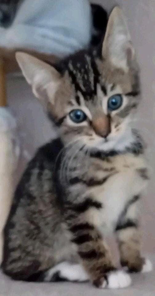 3KITTENS  SAVANNA-BENGAAL MOEDER -VADER  BRITSE  KORTHAAR, Meerdere dieren, Ontwormd, 0 tot 2 jaar