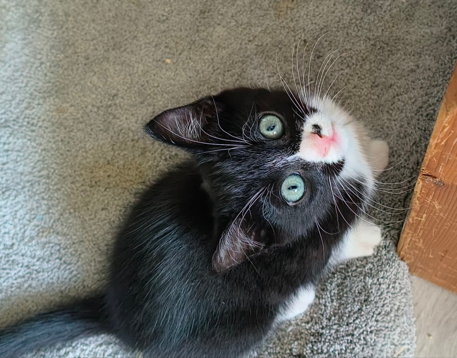Poes van 9 week, Dieren en Toebehoren, Poes