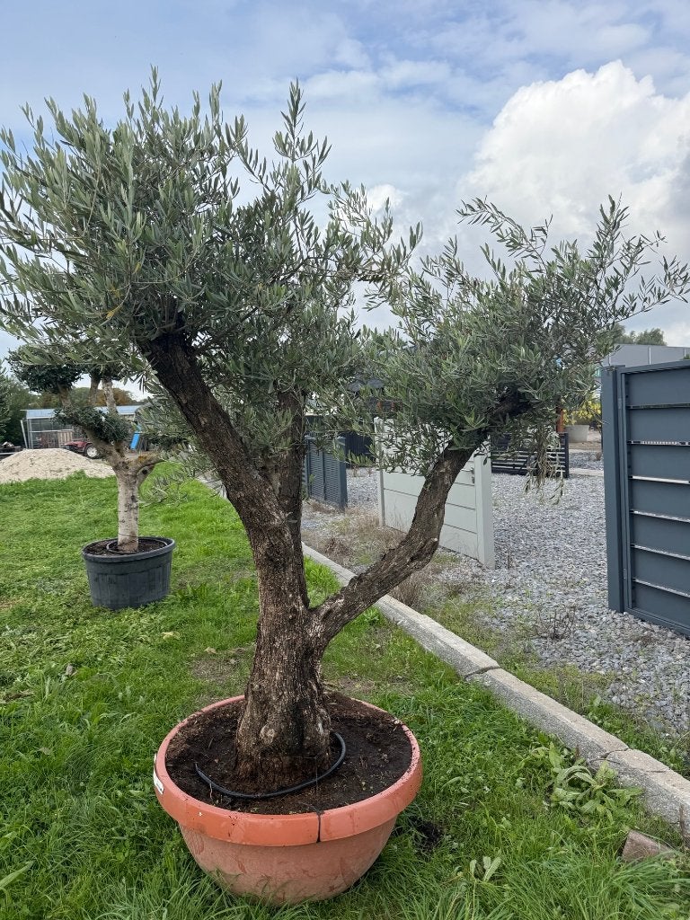 Prachtige Olijfboom in pot - Mediterrane sfeer, Ophalen of Verzenden, Lente, 100 tot 250 cm, Olijfboom