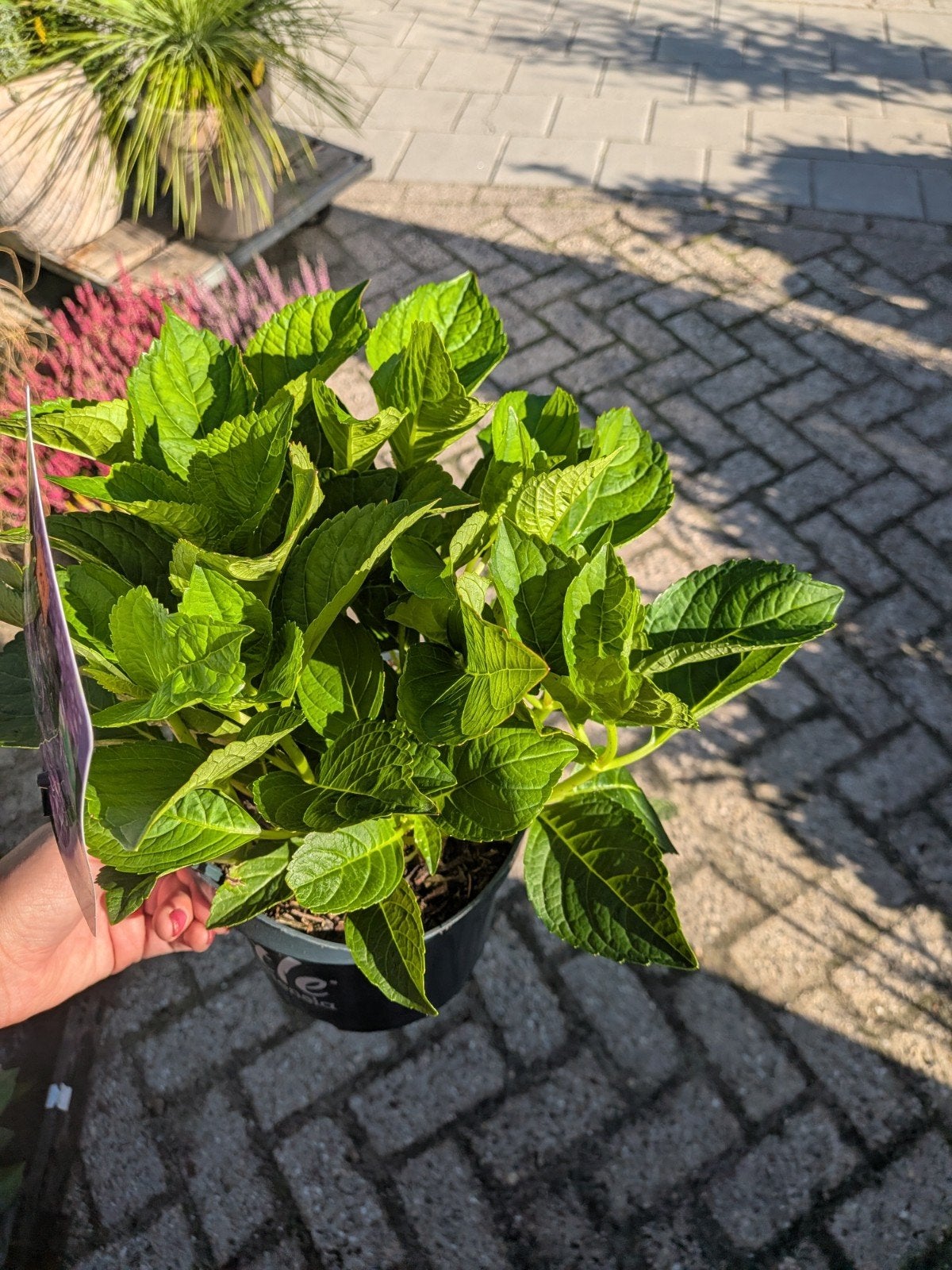 Hortensia Little XS, little purple, Tuin en Terras, Ophalen, Zomer, Overige soorten, Halfschaduw