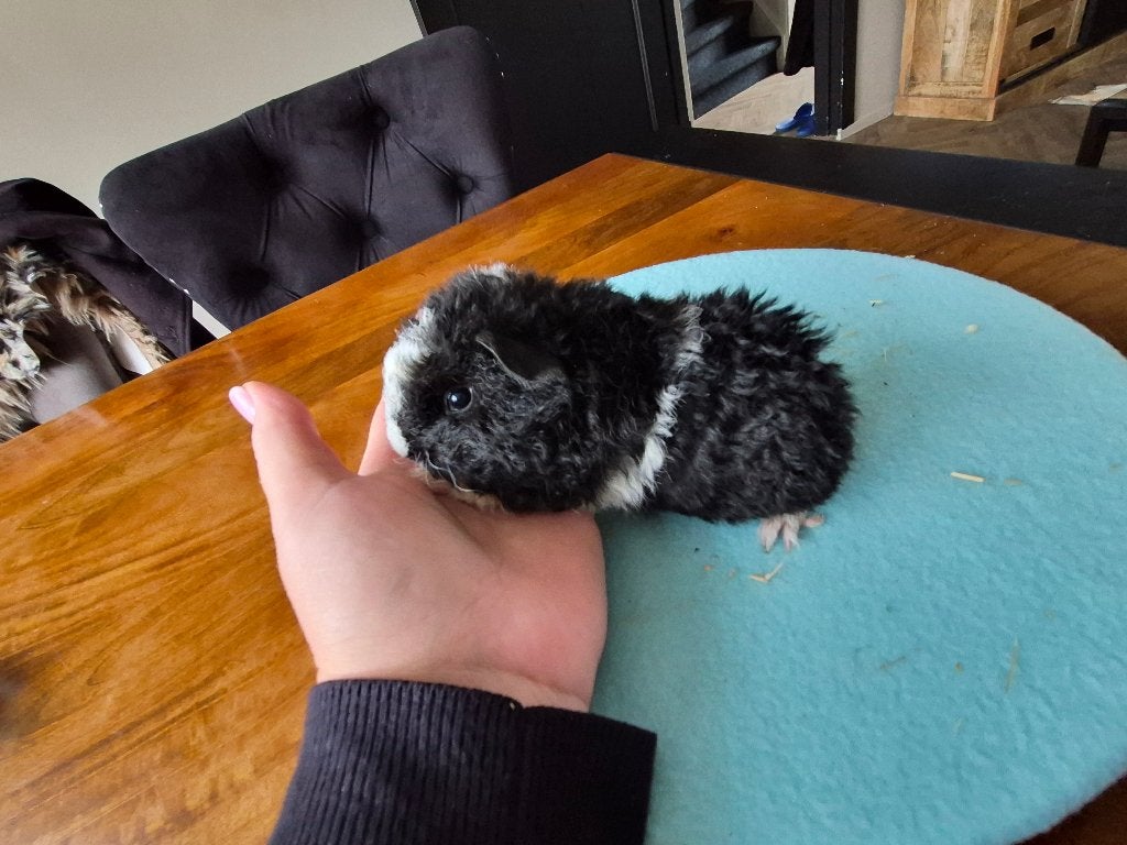 Cavia prachtig tessel krul baby beertje🩵, Dieren en Toebehoren, Cavia, Mannelijk, Tam, September