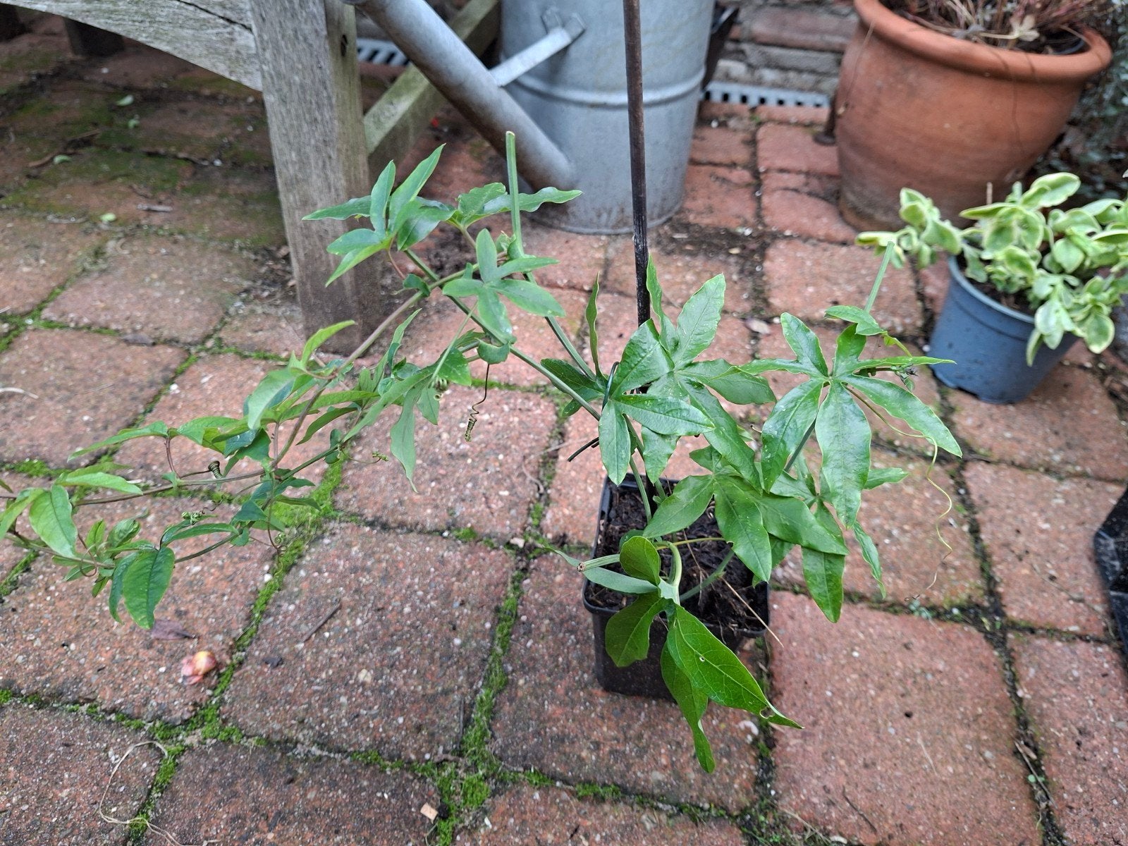 passieflora ,passiebloem, Tuin en Terras, Ophalen of Verzenden, Minder dan 100 cm