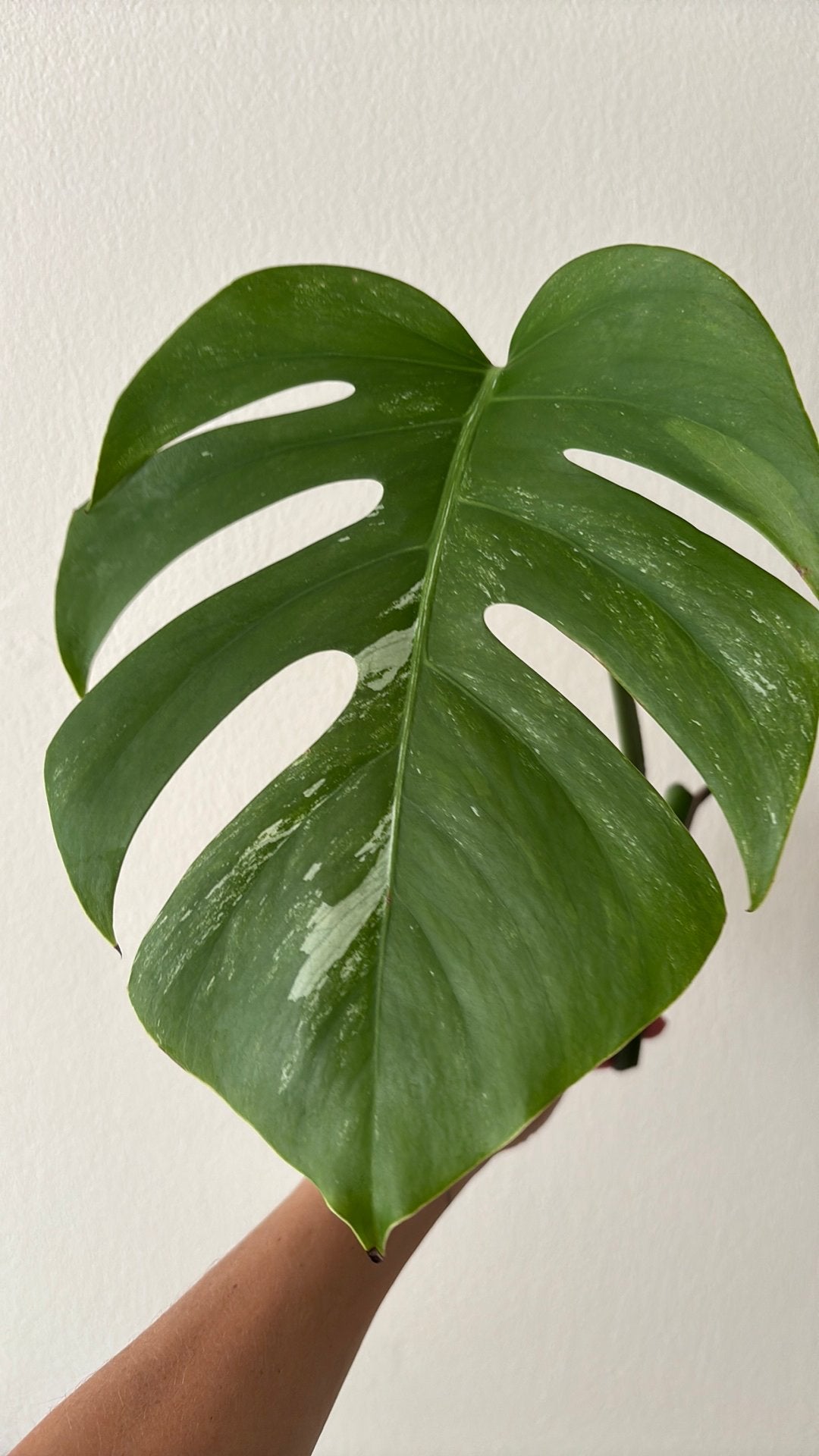 Midden stek Monstera Variegated, Ophalen of Verzenden, Halfschaduw, Minder dan 100 cm