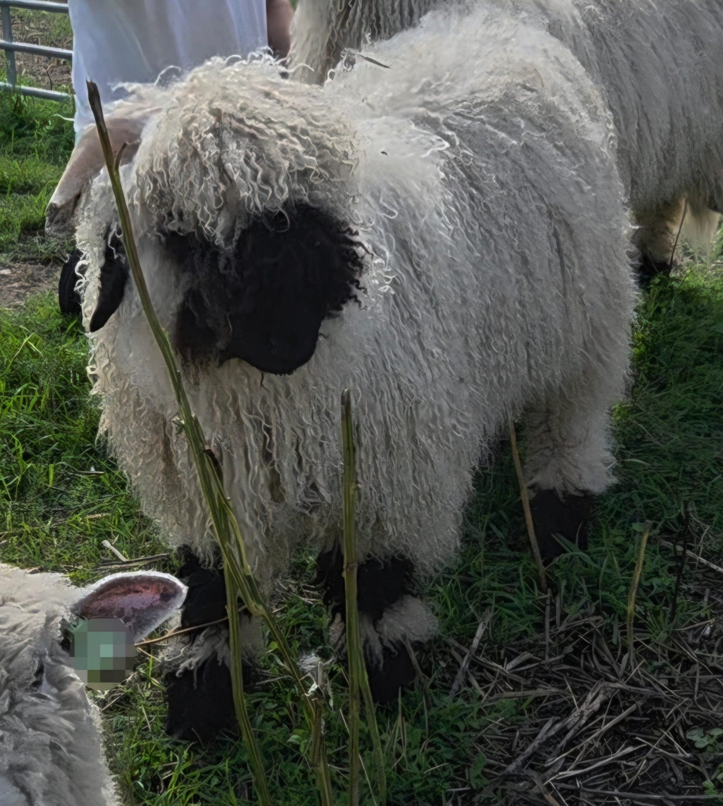 Walliser Schwarznase ram