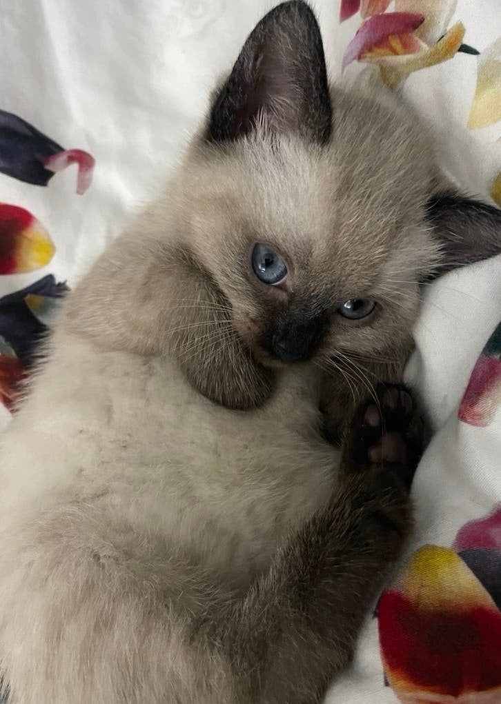Kittens, Meerdere dieren, Ontwormd