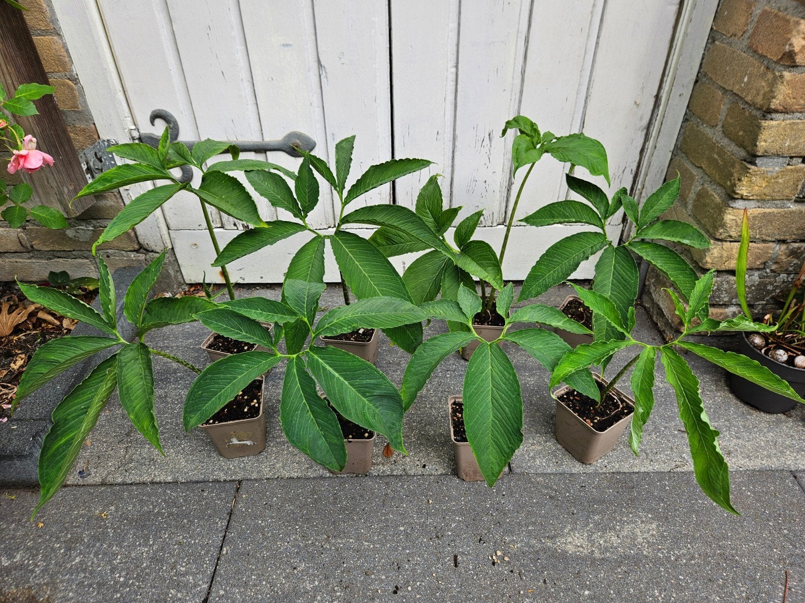 Dracunculus vulgaris - drakenwortel, Tuin en Terras, Planten | Tuinplanten, Ophalen, Overige soorten, Volle zon