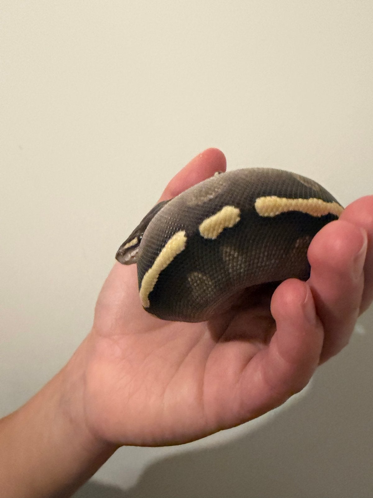 0.1 Ballpython / Regius Ball Python photo 2