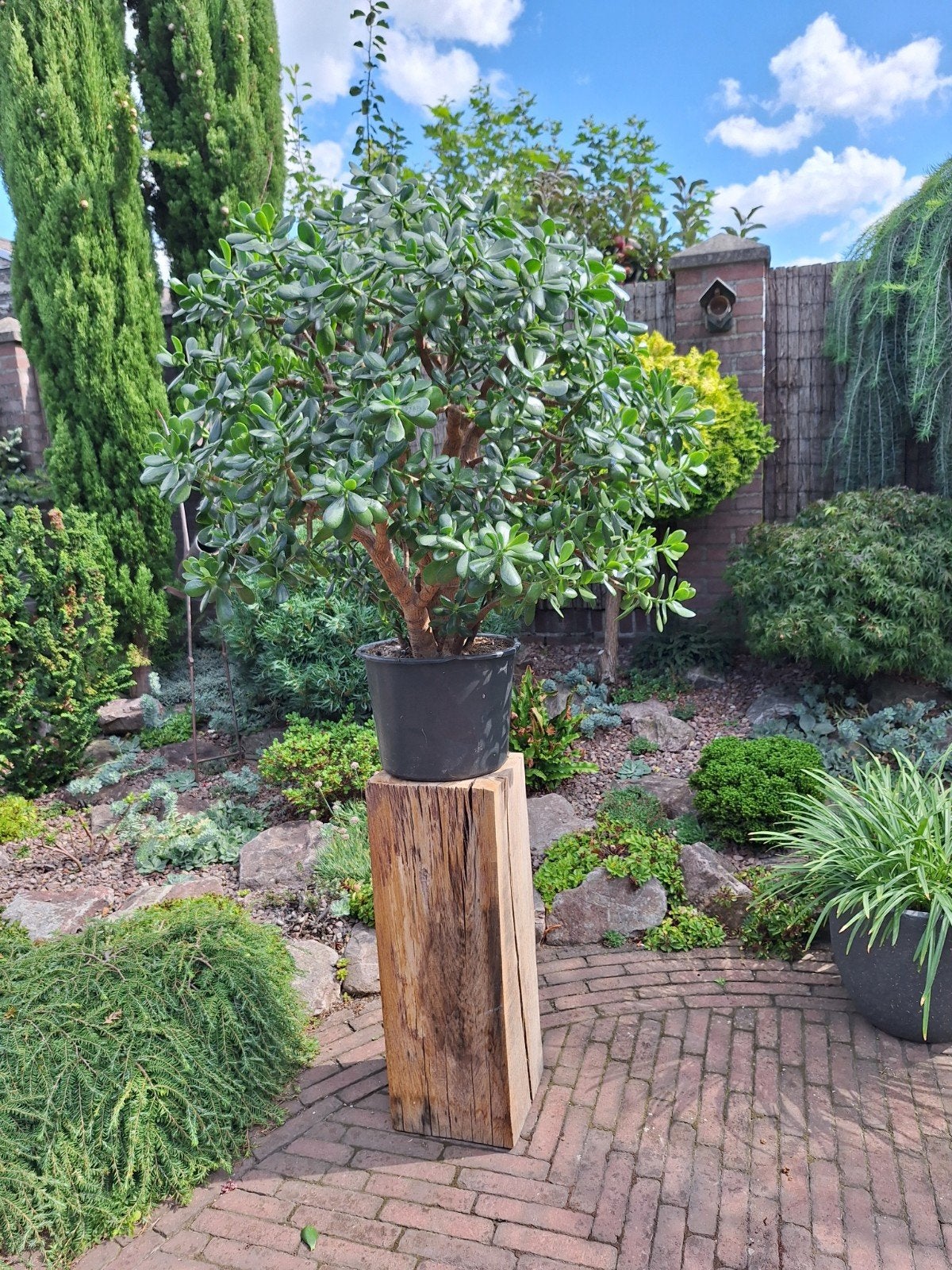 te koop mooie Crassula Ovata, ook wel geldboom genoemd, Ophalen, Bloeit niet, Volle zon, Overige soorten