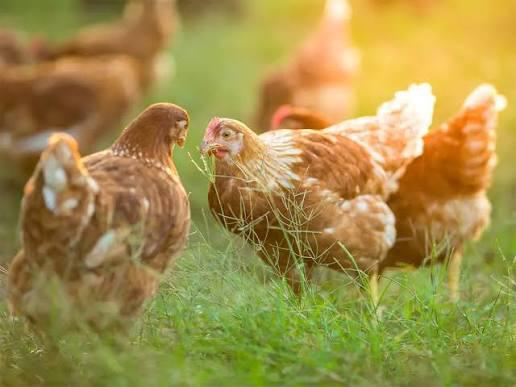 Mooie jonge leghennen, Dieren en Toebehoren, Pluimvee, Vrouwelijk, Kip