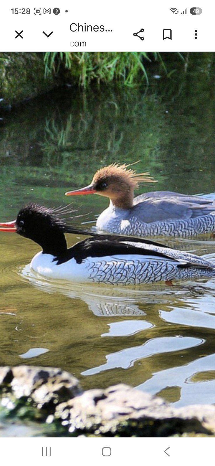 tekoop chinezezaag bekken geleeuwiekt en geringd jonge van 2, Meerdere dieren, Eend