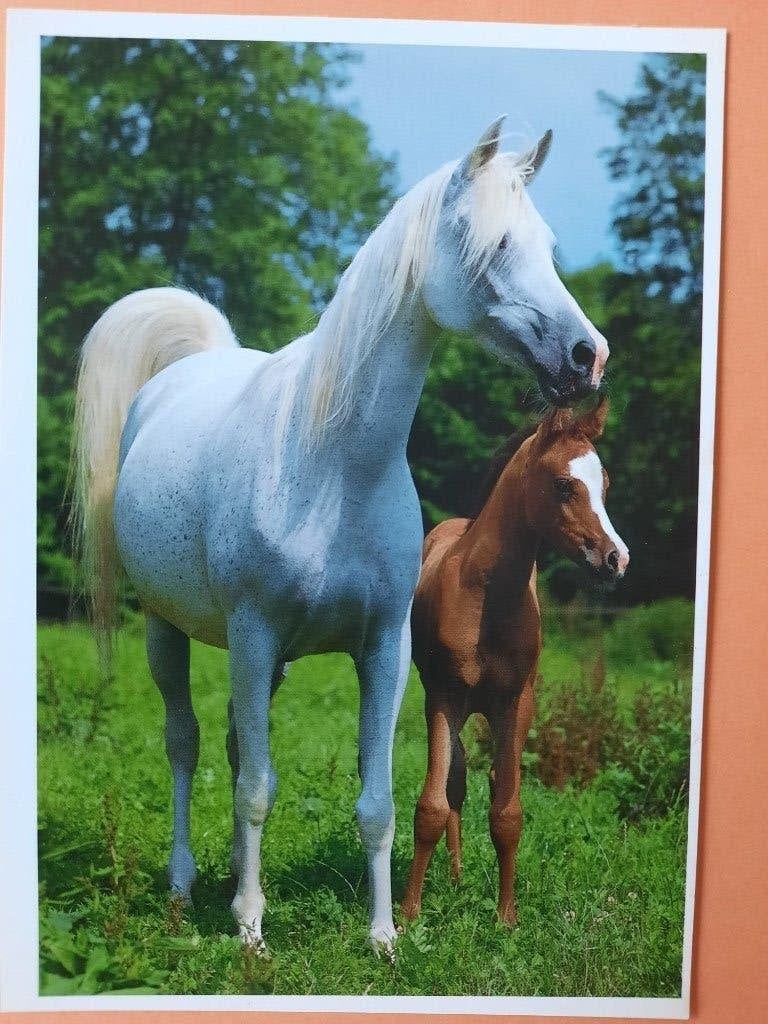 ansichtkaart paard veulen, Verzamelen, Ansichtkaarten | Dieren, Ophalen, 1980 tot heden, Ongelopen, Paard