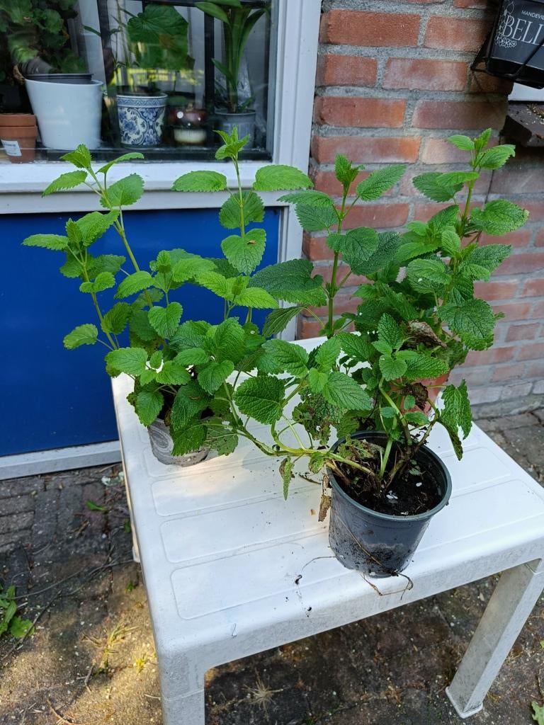 Citroenmelisse planten (Cytroon Graas), Tuin en Terras, Planten | Tuinplanten, Ophalen, Vaste plant, Halfschaduw, Kruiden
