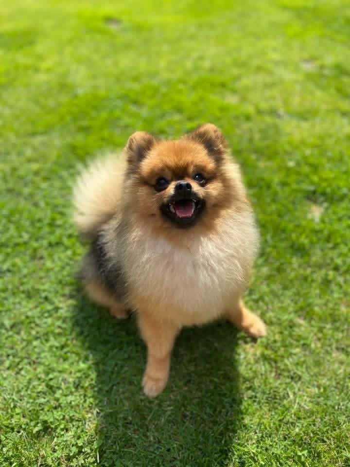 Pomeriaan zoekt nieuw huisje, Dieren en Toebehoren, 6 jaar of ouder, Reu, Parvo, Eén hond