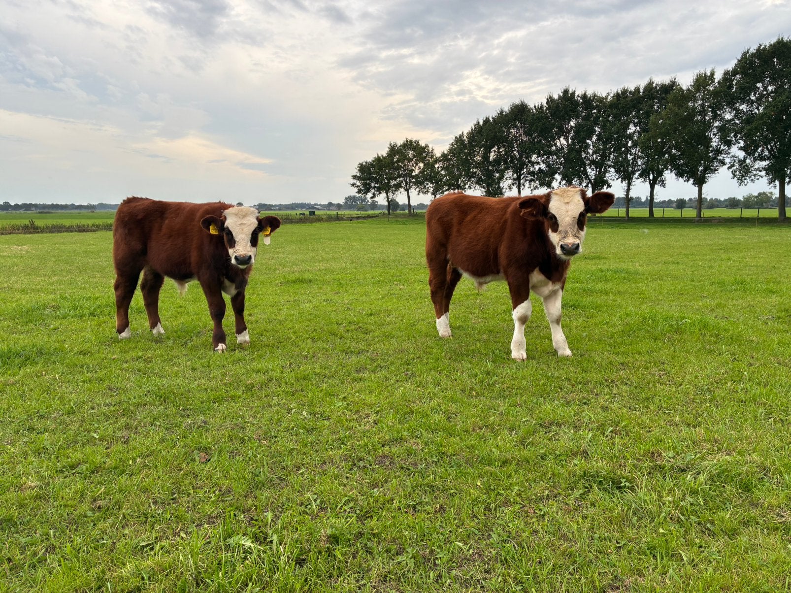 Twee blaarkop stierkafjes, Dieren en Toebehoren, Meerdere dieren