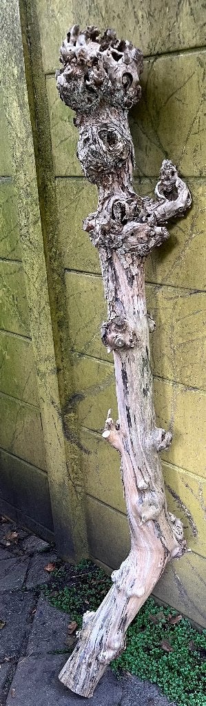 DECORATIEVE KNOEST, Meerdere dieren, Tropenvogel