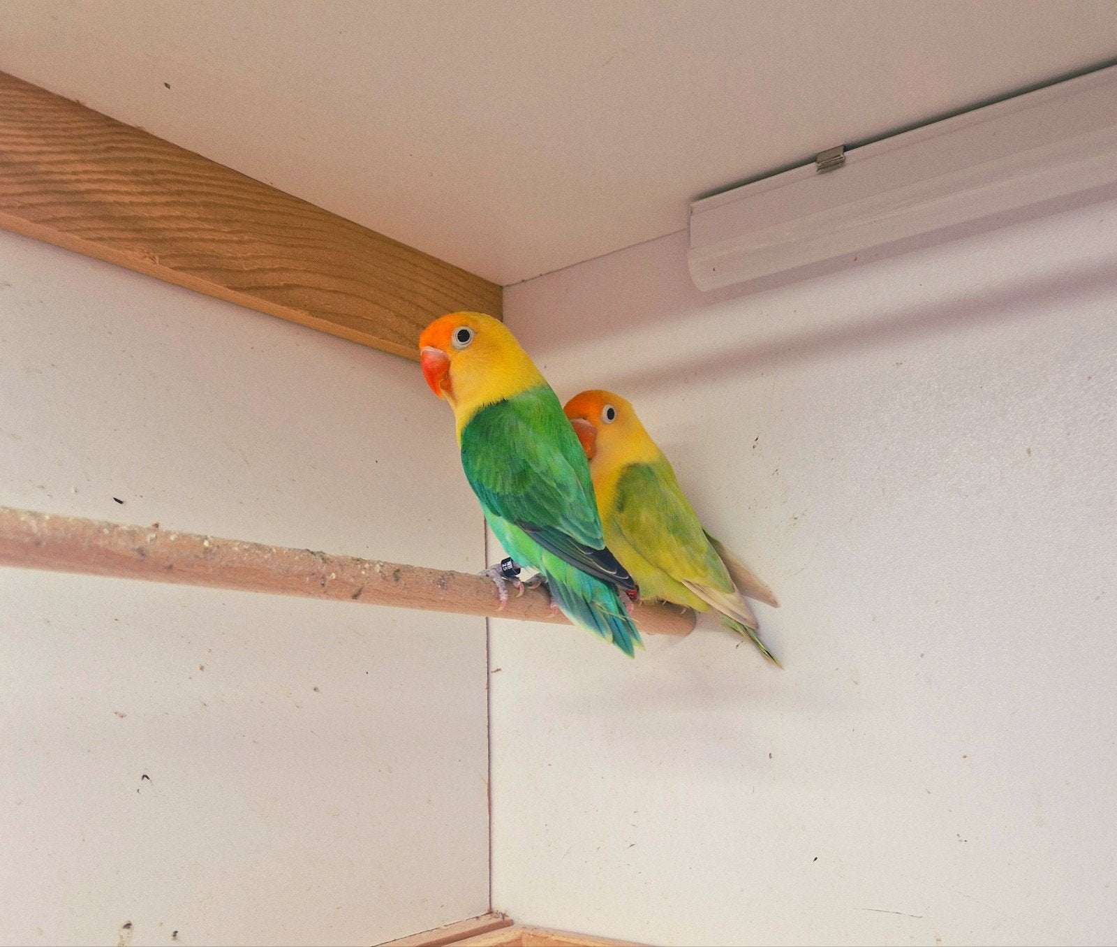 zeer mooi koppel dwergpapagaaitjes  fischer 1jaar oud, Dieren en Toebehoren, Vogels | Parkieten en Papegaaien, Meerdere dieren