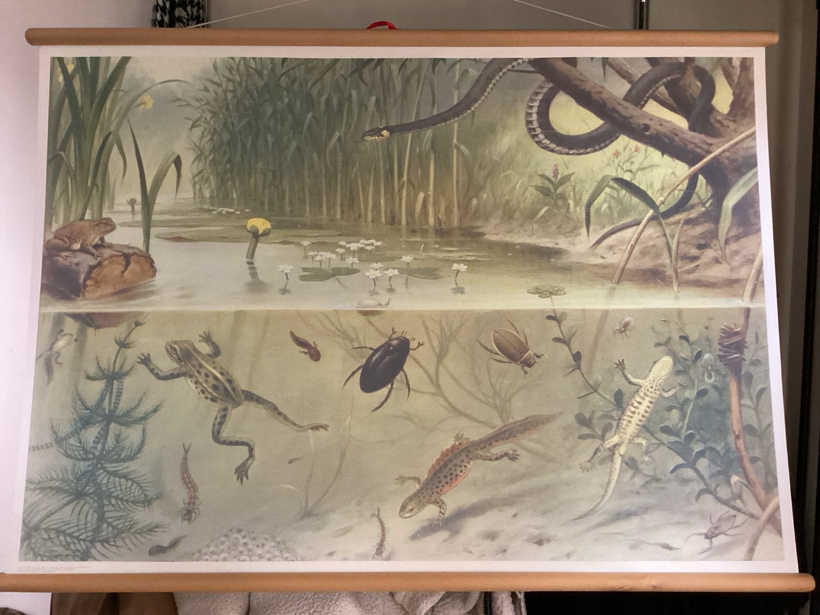 Vintage schoolplaat: Leven in en rond de vijver, Ophalen of Verzenden, Natuur en Biologie