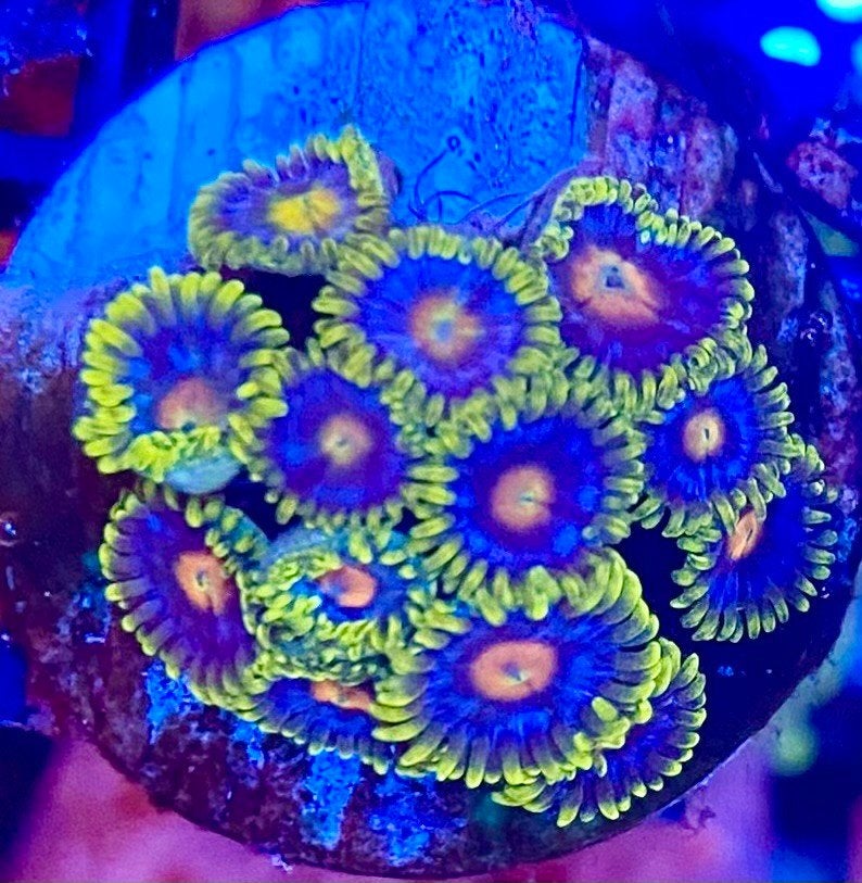 Zoa koraal stekken voor het zeeaquarium AANBIEDING!!!, Dieren en Toebehoren, Overige typen
