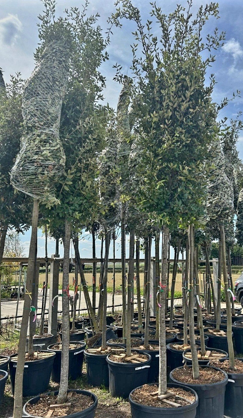 Quercus ilex (Steeneik) hoogstam 🌳, Ophalen, Bloeit niet, Halfschaduw, Overige soorten