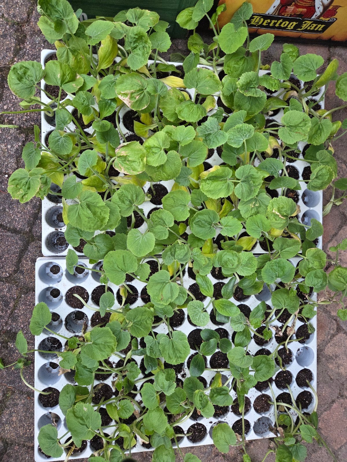 Pompoen en courgette plantjes, Ophalen of Verzenden, Eenjarig, Groenteplanten, Volle zon